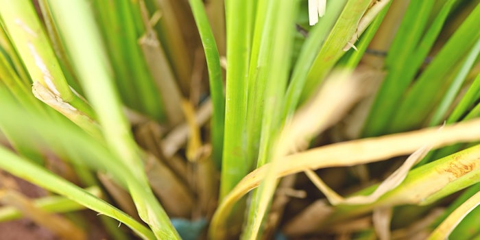 pf_vetiver_lead_121417