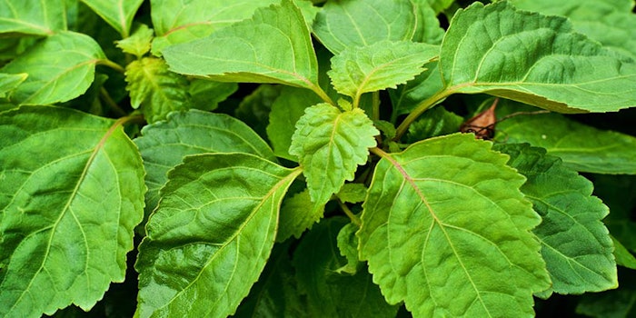 850x425_givaudan-patchouli