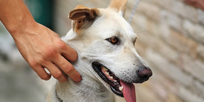 pf_dog_lead_32918