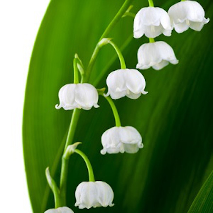 Fragrant Thoughts  Ingredient Spotlight: Muguet - STOCK FRAGRANCE