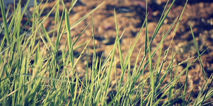 pf_vetiver_lead_41618