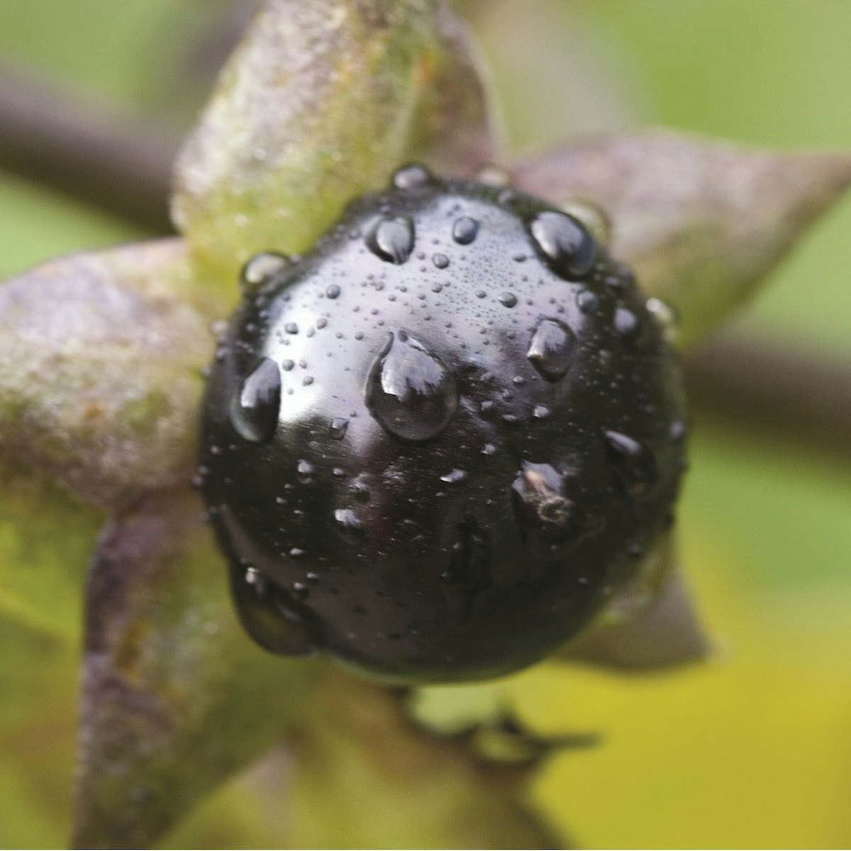 Deadly discount nightshade perfume