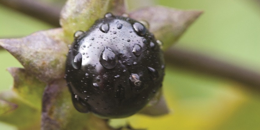 Scent Spirit Poisons Potions and Perfumes Perfumer Flavorist