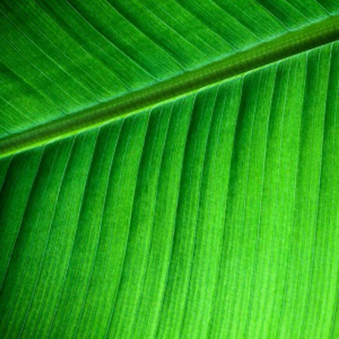 pf_green_thumb_71118