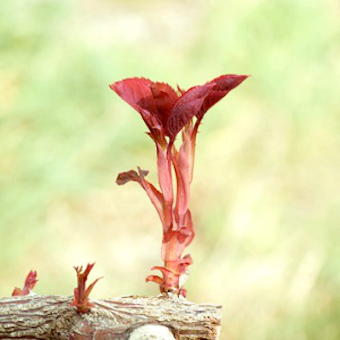 pf_wood_thumb_72518