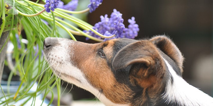 pf_dog_lead_82718