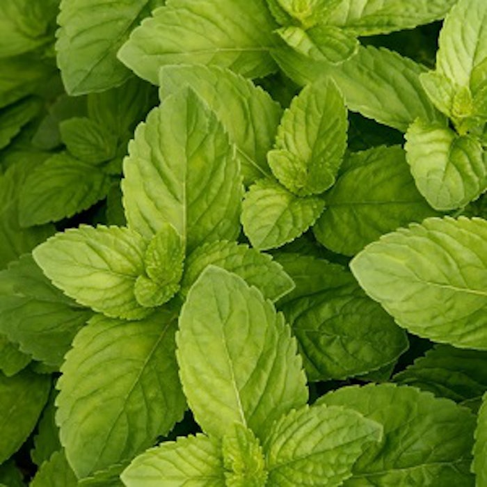 pf_spearmint_thumb_83118