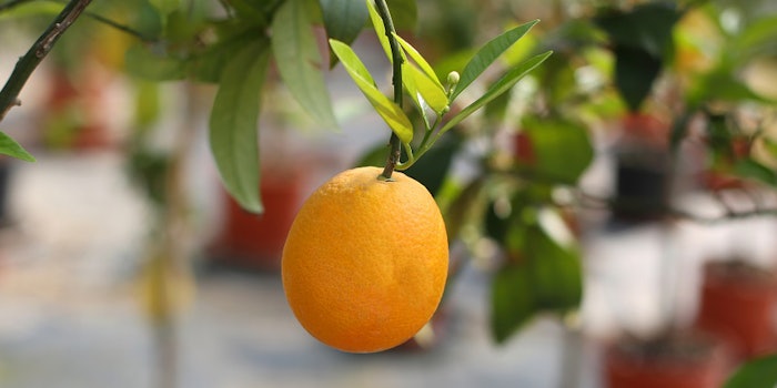 pf_citrus_lead_101218