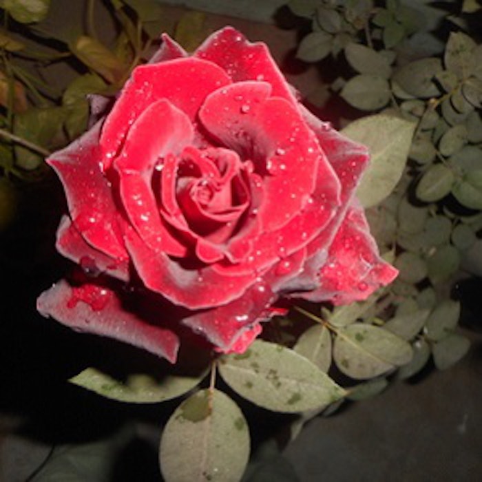 pf_scent_thumb_101918