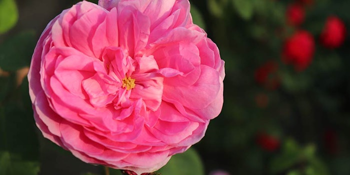 850x425_rosedemai
