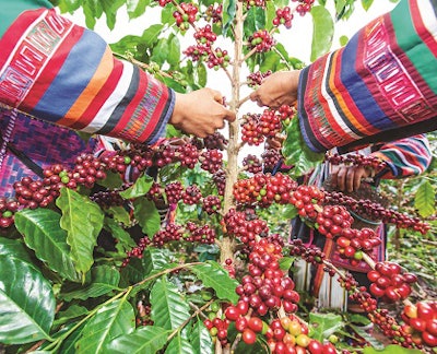 picking coffee beans