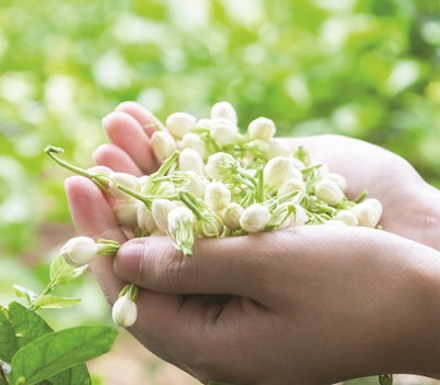 A handful of jasmine