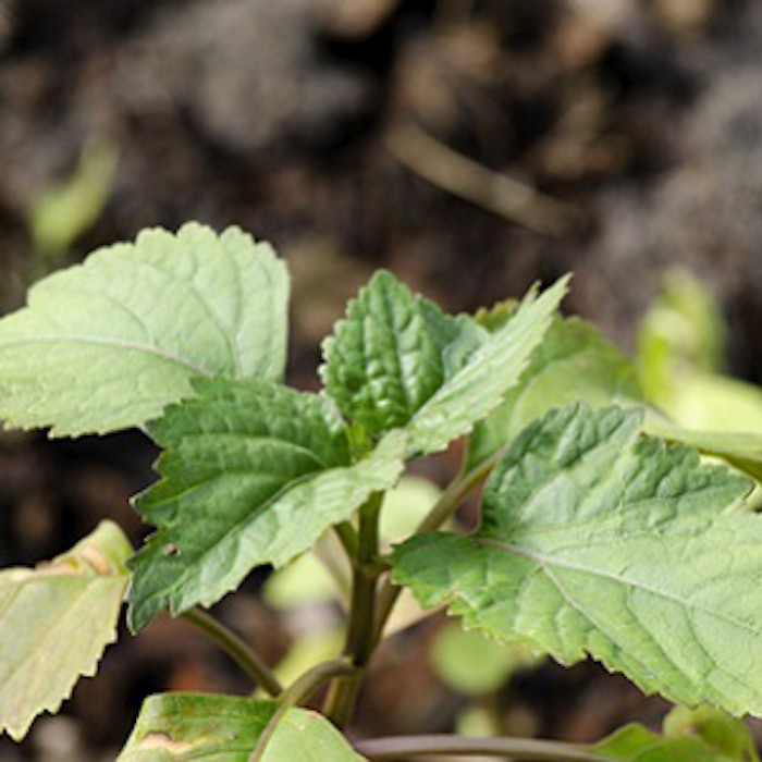 Woody patchouli 2025