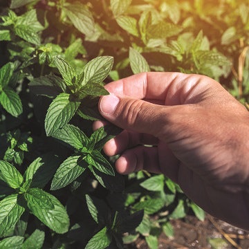 Farmer+picking+peppermint+leaves+in+garden%2 C+homegrown+organic+plant+production