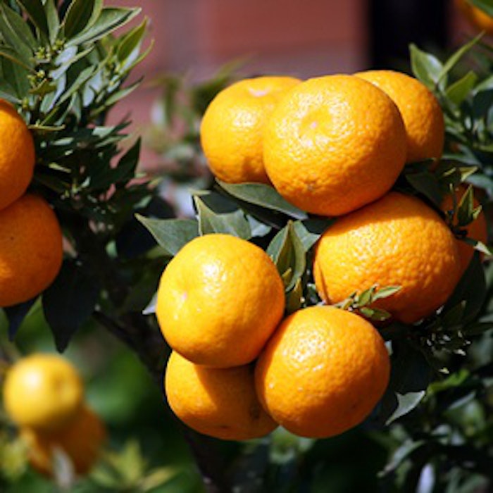 pf_orange_thumb_3119