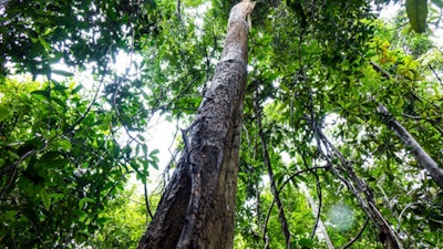 Long sought after as a natural source of linalool, this oil’s aroma is fresh, sweet, woody, and floral with subtle spicy nuances. The top-note is slightly camphoraceous with a slight nutmeg-like spice. In flavors it is ideal for tea, peach, apricot, and blueberry profiles. Further isolation of the linalool is available at over 90%+ in Linalool ex Bois de Rose Oil also known as Linalool Terpeneless. This natural source of linalool has a clean aroma with a slightly woodier facet than synthetic linalool. It can be used in the same capacity as the synthetic grade, in woody and floral fragrances and lends itself to an extremely wide range of flavor profiles in considerable quantities. Berjé maintains a regular supply of Bois de Rose Oil, Linalool ex Bois de Rose, as well as Organic Bois de Rose Oil.