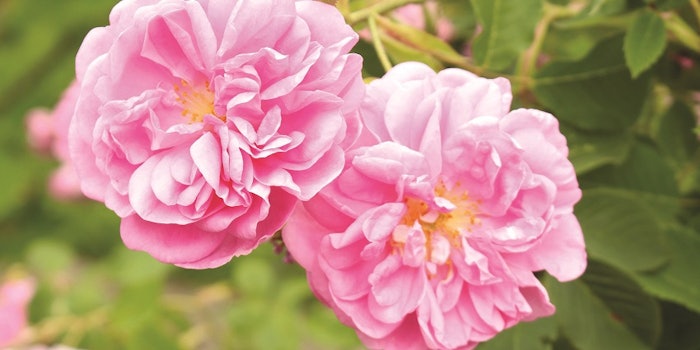 pf_rose_lead_42319