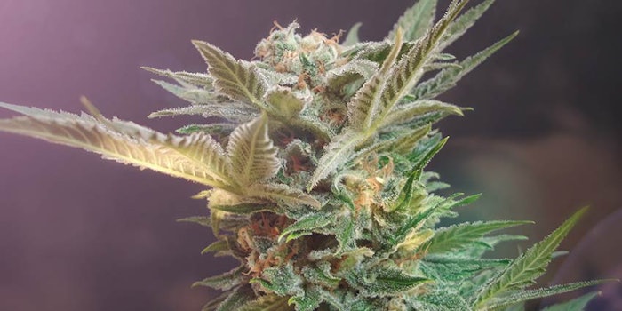 850x425_robertetcbd