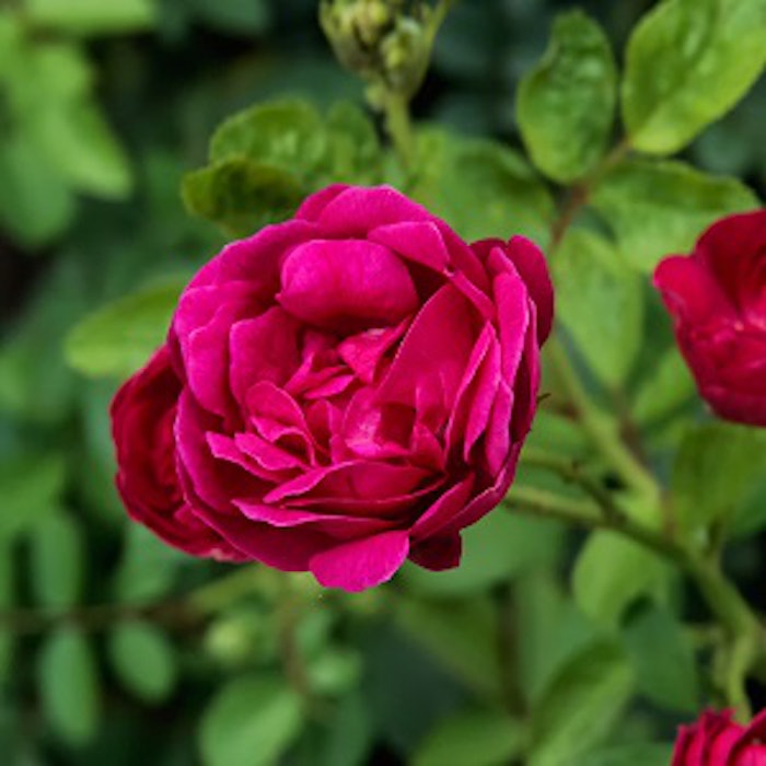 Rose Petal - Get Best Price from Manufacturers & Suppliers in India