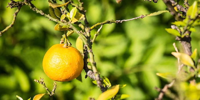 850x425_bergamot