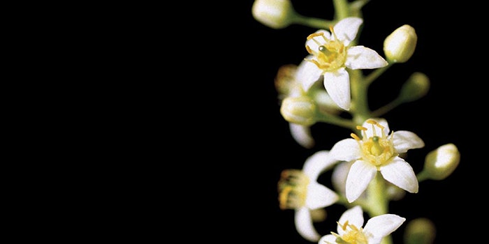 boswellia