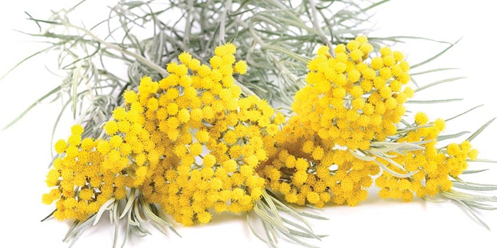 helychrysum