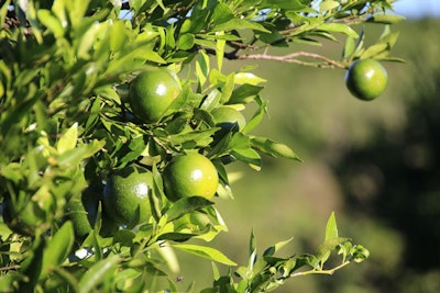 Enhancing the solubility and stability of citrus oils, these cost-efficient ingredients bring an incredible freshness and length to compositions.