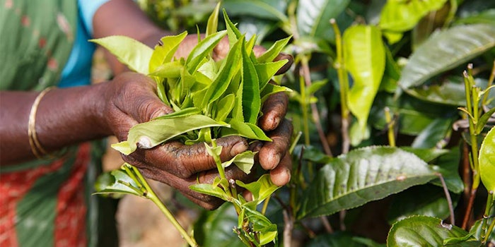 Firmenich has signed the United Nations Global Compact Action Platform for Decent Work in Global Supply Chains.