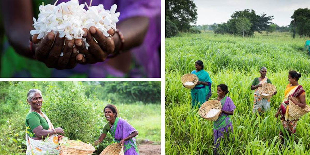 Bvlgari perfume farmers online