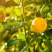 Citromax has surpassed the 100,000-tree mark at its organic lemon groves and is now approaching 110,000 organic lemon trees.