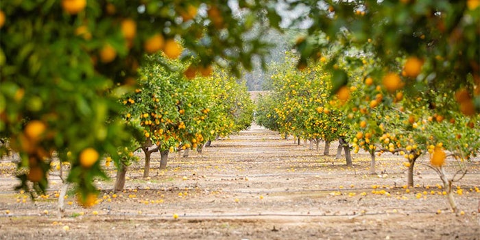 Givaudan's multi-sensorial virtual reality tool for citrus beverage applications, Virtual TasteTrek Citrus, takes users through a virtual tour of UCR’s Citrus Variety Collection.