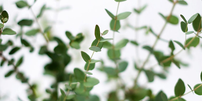 850x425-Eucalyptus