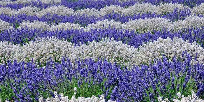 Symrise is launching a joint research project with CRIEPPAM on lavender farming aimed at crop resilience, improved biodiversity and additional income for farmers starting in June 2020.