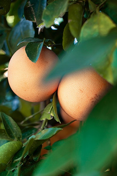 KwaZulu-Natal, a region in transition