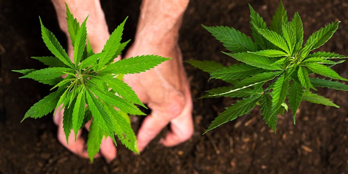 With the acquisition of Sirius and partnerships with Klersun and Alponics, Robertet's sales reached €554.3 million in 2019.