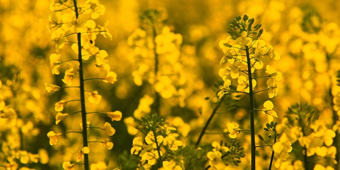 Royal DSM and Avril have announced the launch of their joint venture, Olatein, to produce plant-based proteins.