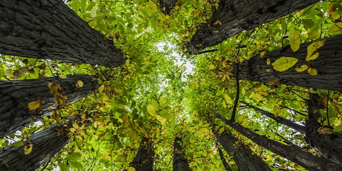 Nearly 100 fragrance and flavor companies have signed an ambitious new charter seeking to improve sustainability across the two industries.