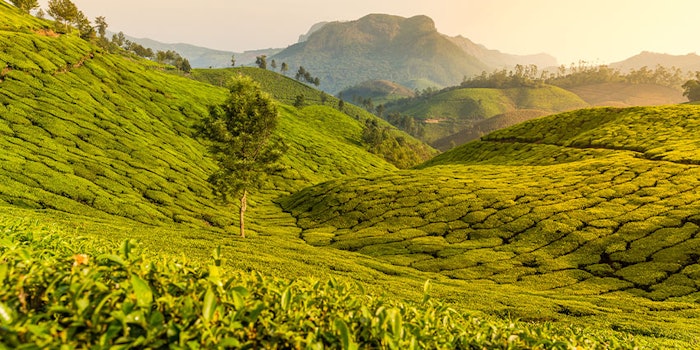India represents one of the fastest growing markets for the F&F industry, and the country's response to the COVID-19 pandemic will have a profound impact on the industry.