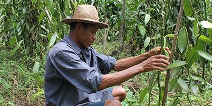 Symrise brings customers and consumers closest to the source of vanilla from Madagascar.
