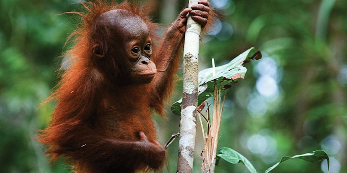 There is a focus on the protection of both critically endangered and endangered fauna and flora, such as Bornean orangutans.