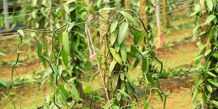 Tracing and verifying the steps in the supply chain from 450 smallholder vanilla farmers all the way to Aveda’s manufacturing facility improves transparency and raise sourcing standards.
