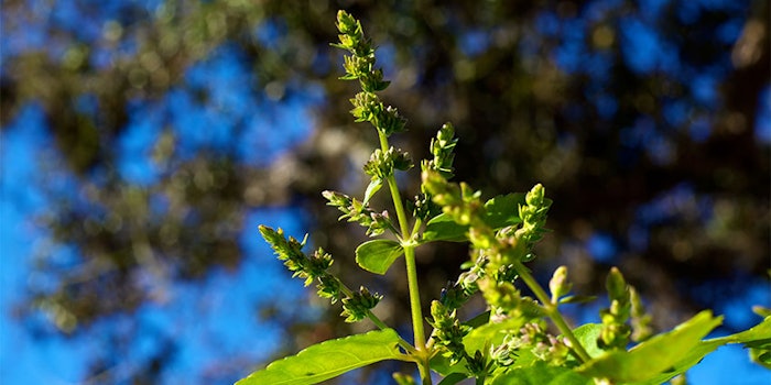 This new project is one of a number of initiatives designed to support patchouli producers in Indonesia.