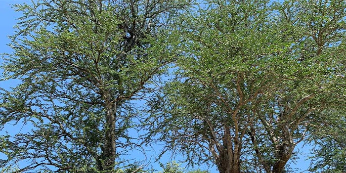 Nelixia is working on implementing forest management plans approved by the National Forest Institute.