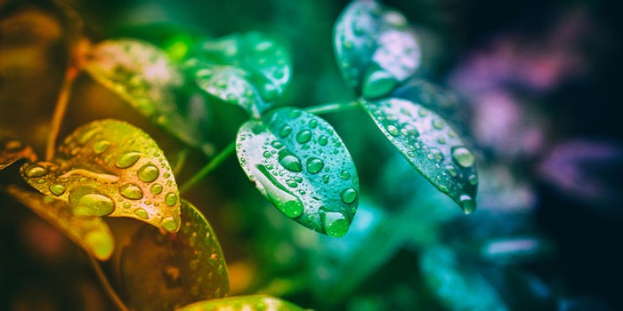 “We are proud of this award, which recognizes the core of our commitment to sustainability, our corporate strategy,” says Dr. Heinz-Jürgen Bertram, CEO of Symrise AG.