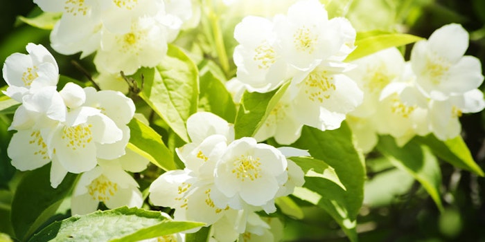 Mane's new range of extracts, E-Pure Jungle Essence, was derived using enfleurage technology.