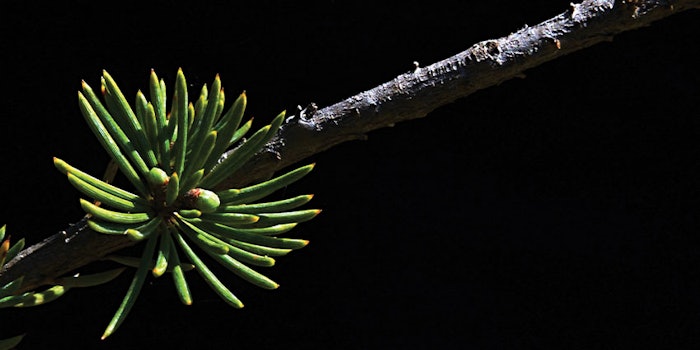 Cedrus altantica, or Atlas cedar, provides a light brown oil with a lasting balsamic, woody odor.