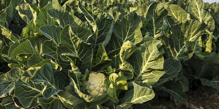The Garden Lab Collections has been produced by upcycling byproducts from the food industry, such as artichoke, cauliflower, leek, asparagus and onion.
