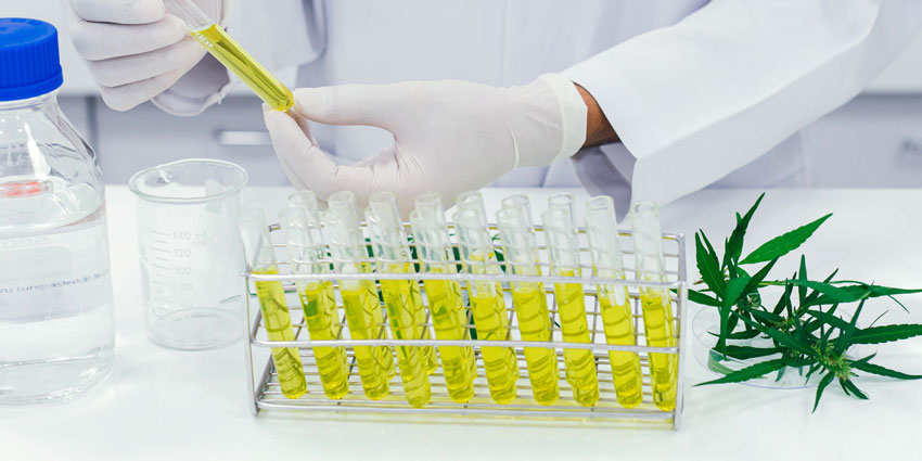 CBD extract in test tubes