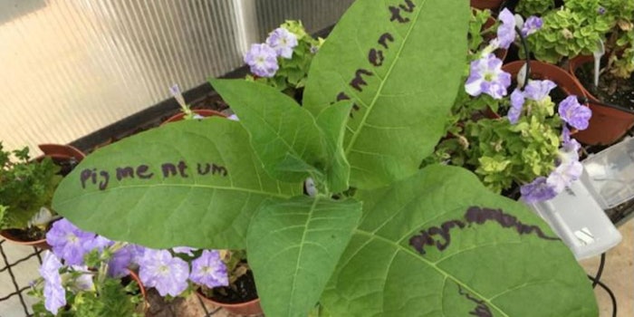Pigmentum's technology allows for the drawing of unlimited patterns on live plants. Photo: Pigmentum.
