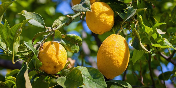 Berje reports that European Union lemon production is forecasted to rise significantly this year.